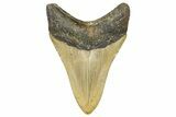 Serrated, Fossil Megalodon Tooth - North Carolina #364982-1